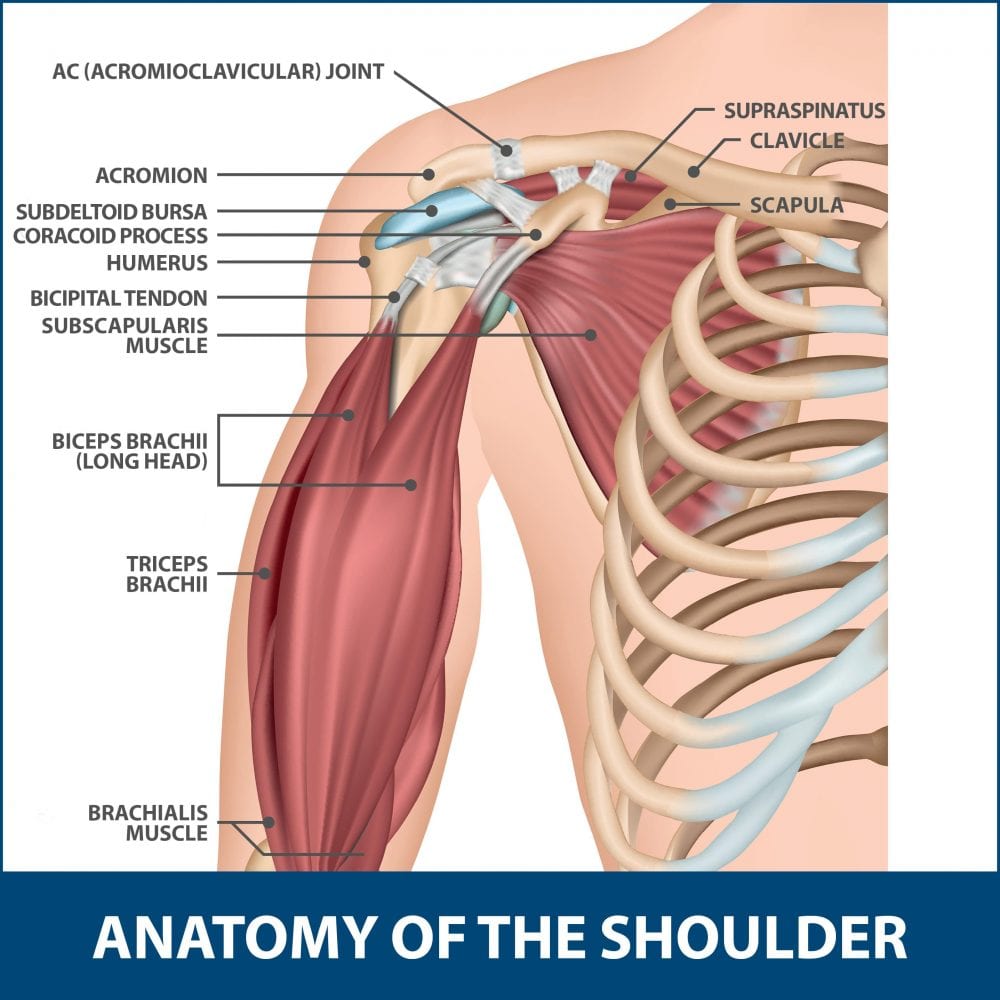 Ac Joint Injuries Florida Orthopaedic Institute 5703