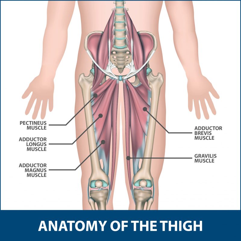 Groin Strains And Pulls Florida Orthopaedic Institute