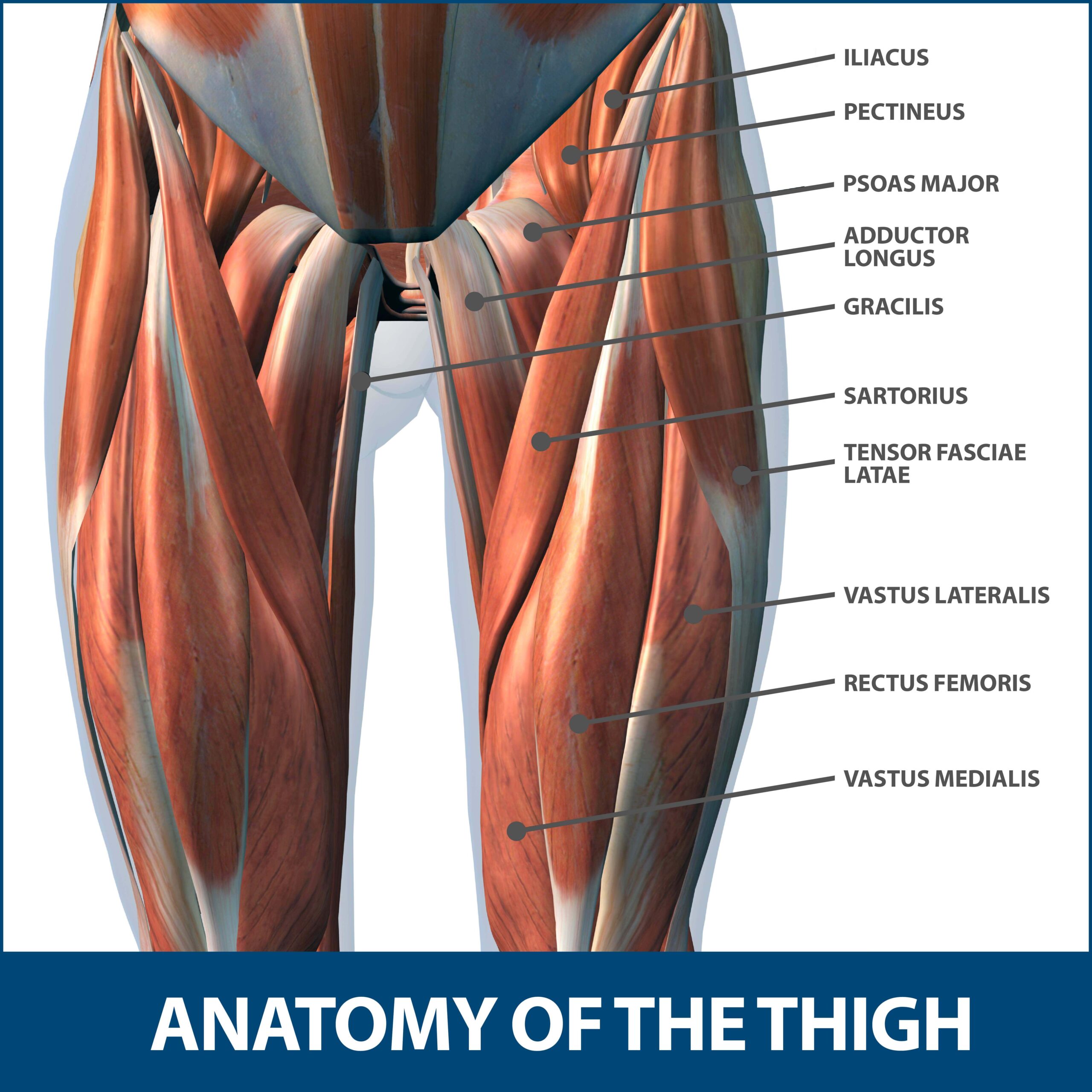 Muscles of Left Leg Front and Back