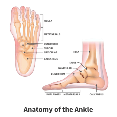 Anatomy of ankle diagram