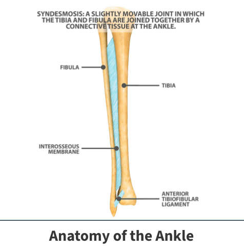 Anatomy of ankle diagram