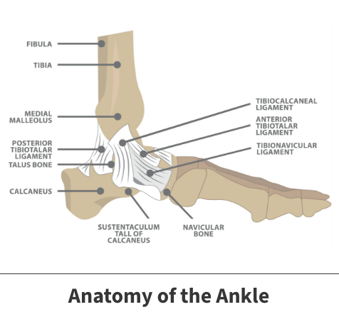 Anatomy of the ankle