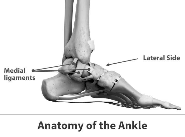 Anatomy of the ankle