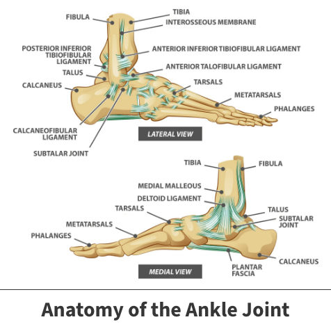 Ankle joint anatomy diagram