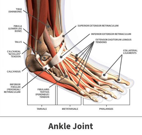 Ankle joint diagram