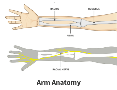 Arm anatomy diagram