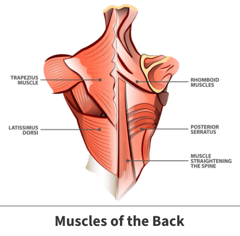 Muscles of the back