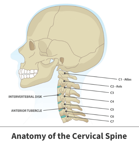 Anatomy of the cervical spine