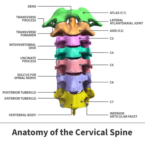 Anatomy of the cervical spine