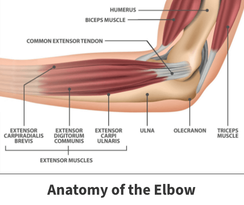 Elbow anatomy close up diagram