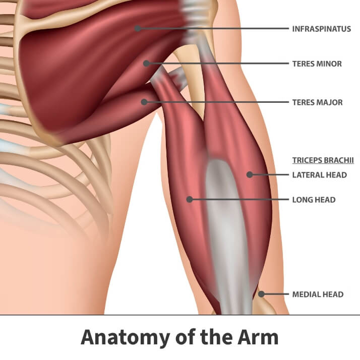 Anatomy of the arm