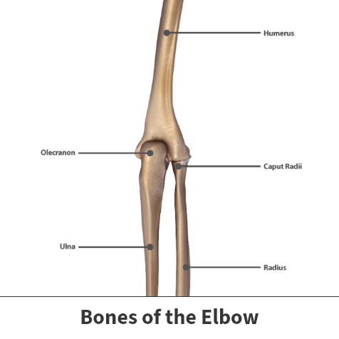 Up close elbow bones diagram