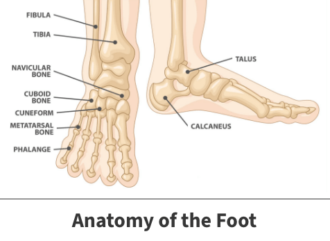 Foot anatomy diagram