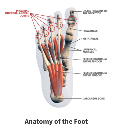 Foot anatomy diagram