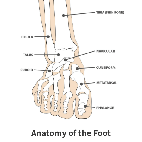 Up close foot anatomy diagram