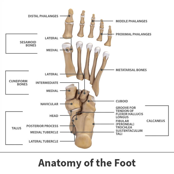 Anatomy of the foot