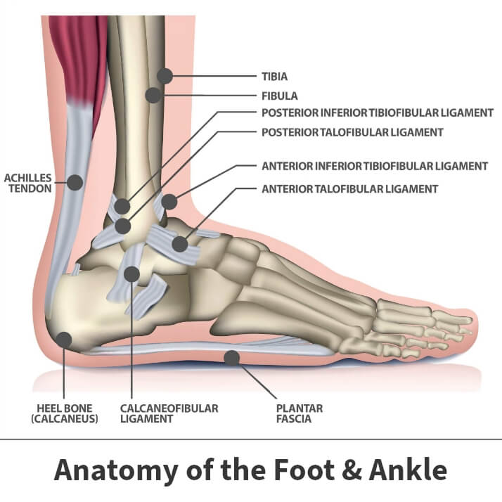 Anatomy of the foot and ankle