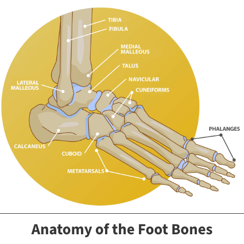 Anatomy of the foot bones