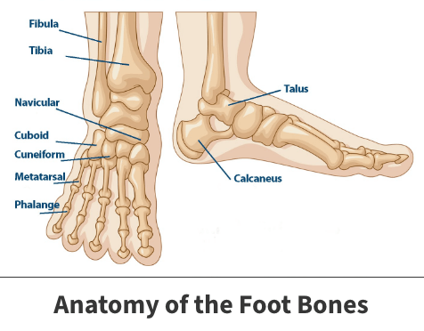 Anatomy of the foot bones