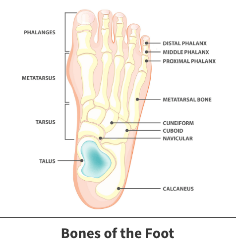 Bones of the foot diagram