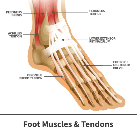 Foot muscles and tendon diagram