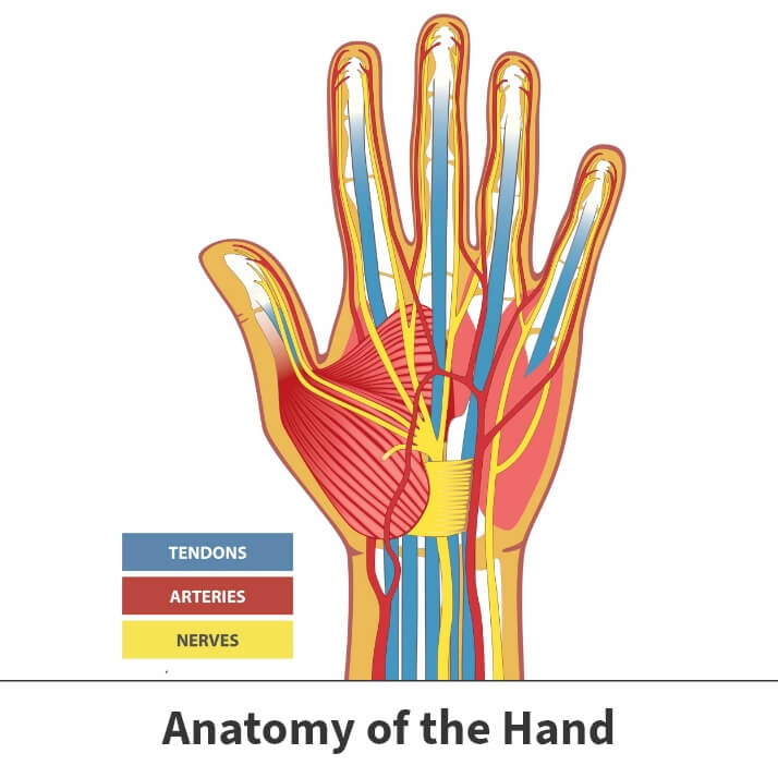 Anatomy of the hand