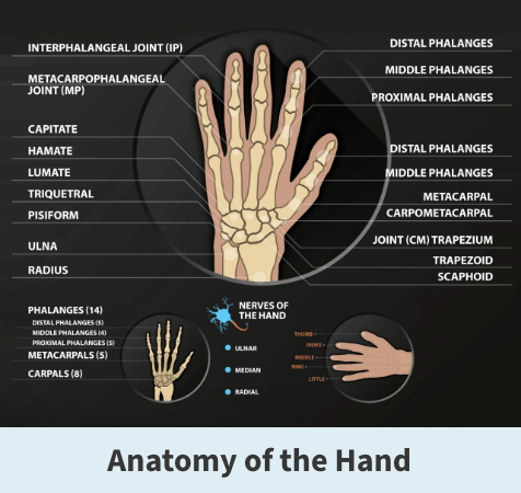 Anatomy of the hand