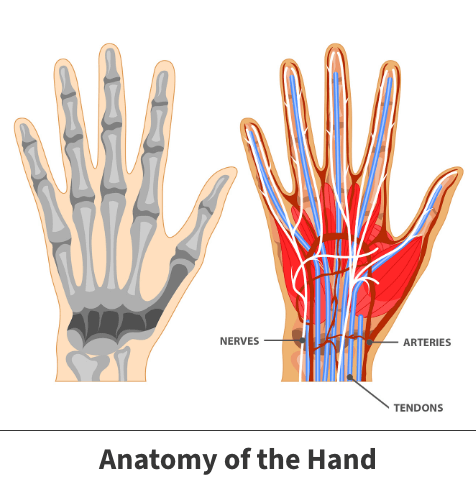 Anatomy of the hand