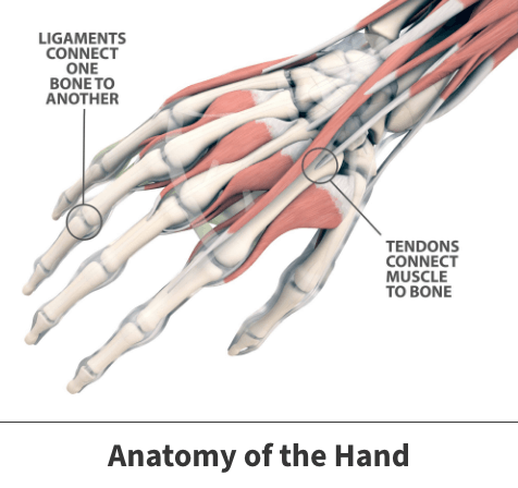 Anatomy of the hand