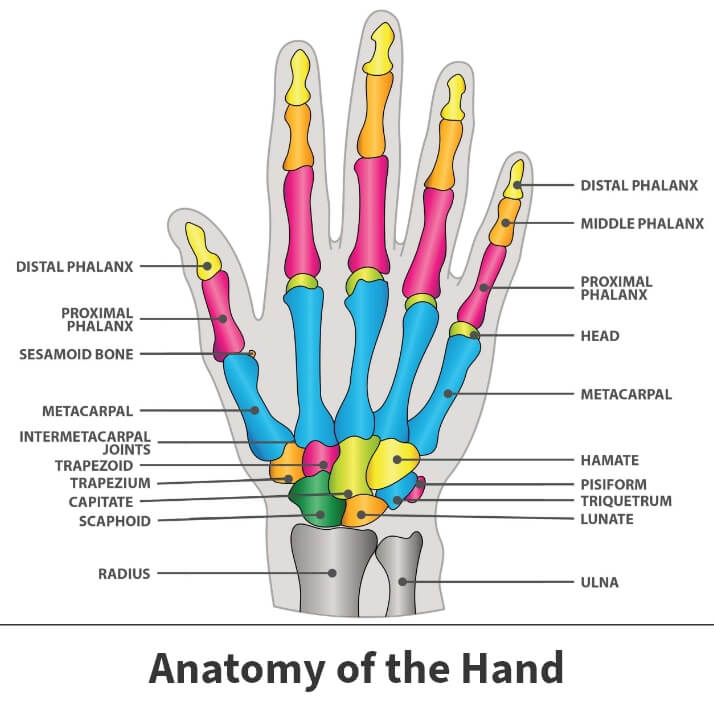 Anatomy of the hand