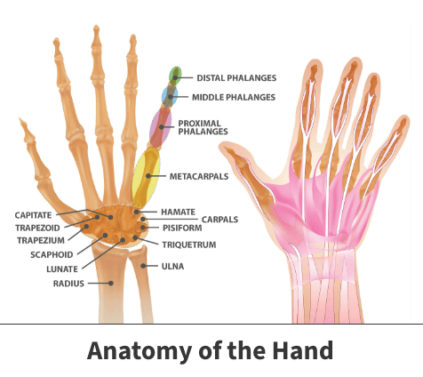 Anatomy of the hand