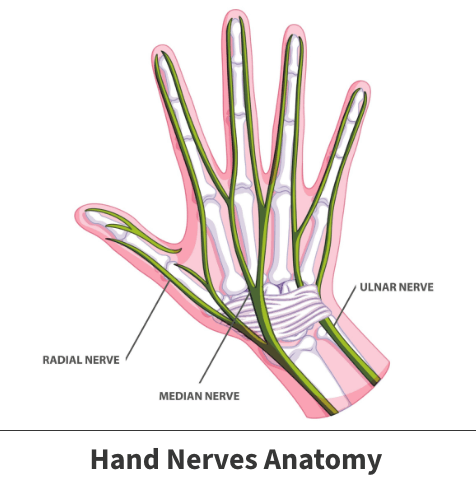 Hand nerves anatomy