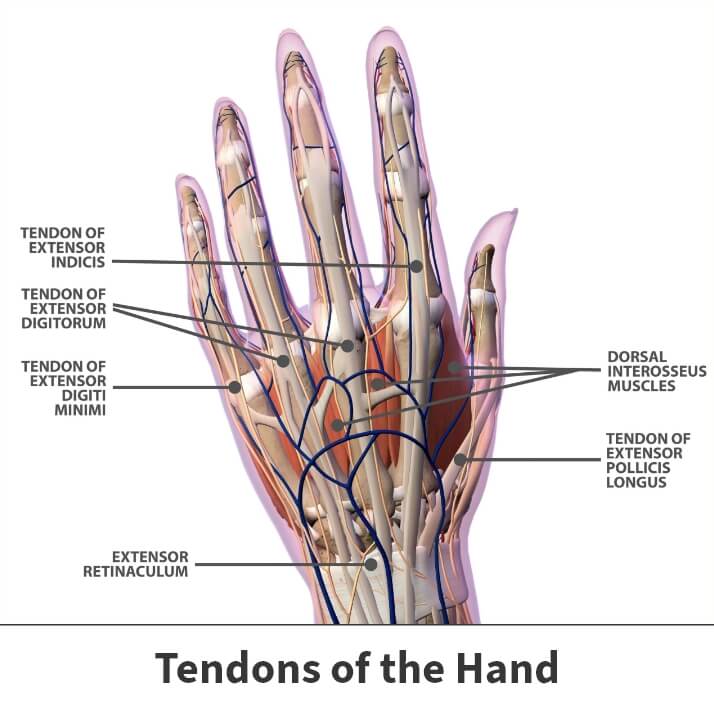 Tendons of the hand diagram