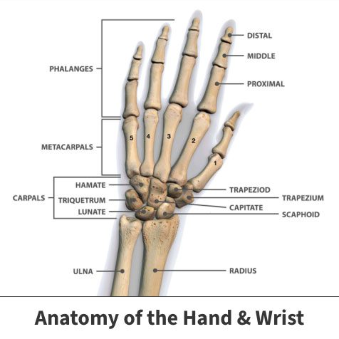 Anatomy of the hand and wrist