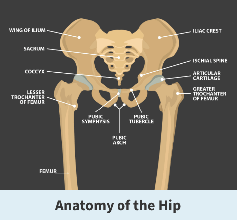 Anatomy of the hip