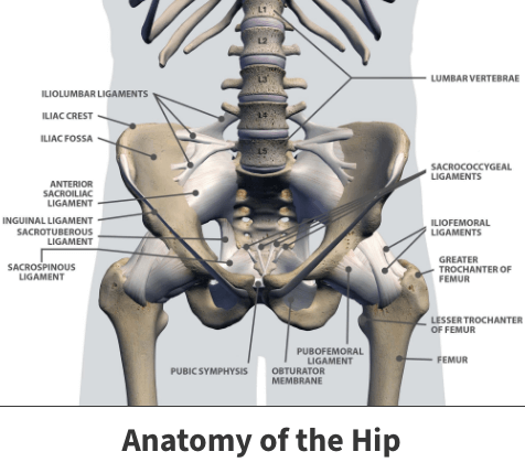 Anatomy of the hip