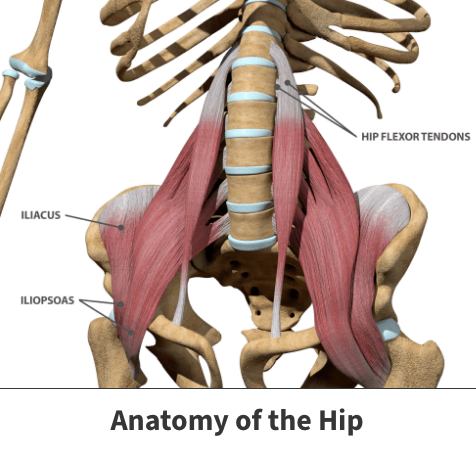 Anatomy of the hip