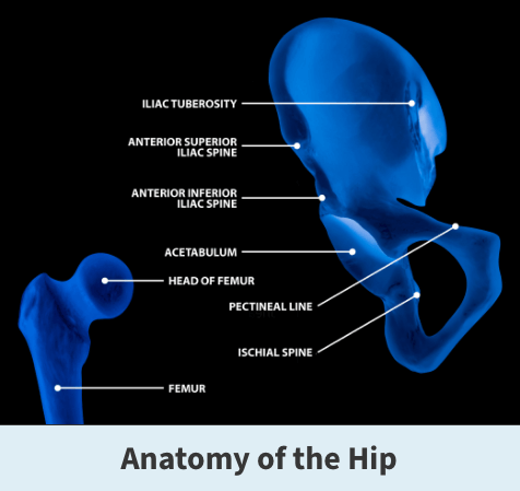 Anatomy of the hip