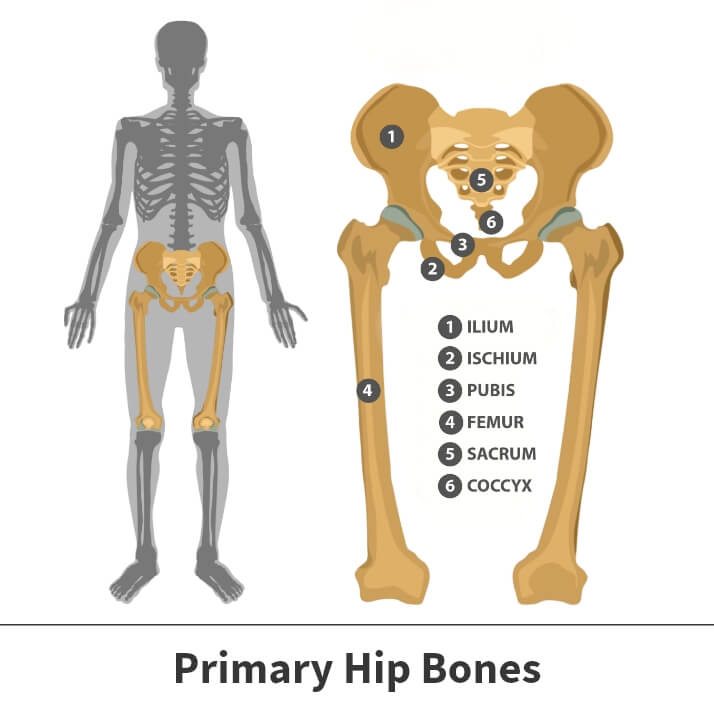 Primary hip bones diagram