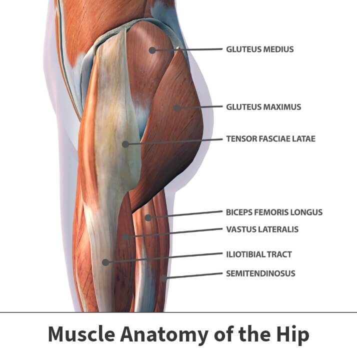 Muscle anatomy of the hip