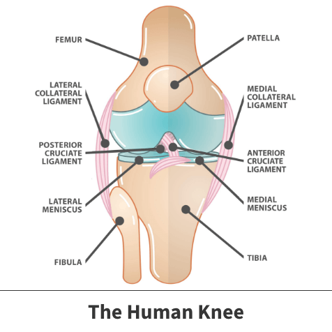 The human knee diagram