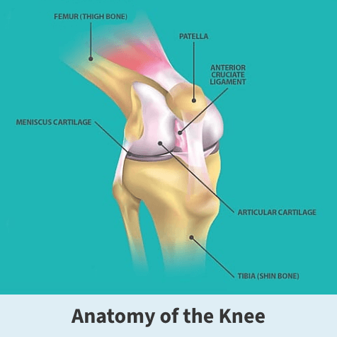 Anatomy of the knee