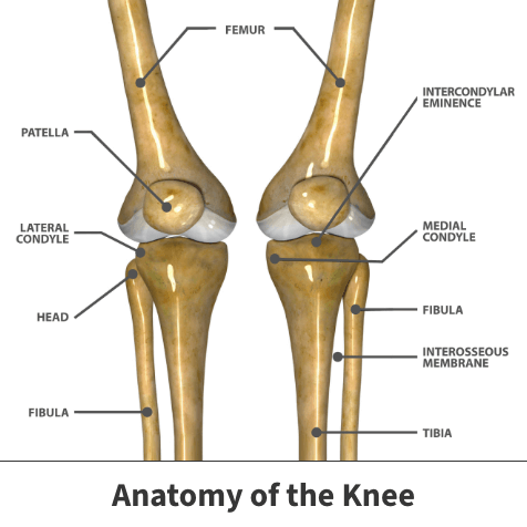 Anatomy of the knee