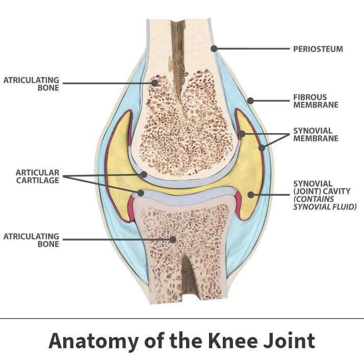 Diagram of the anatomy of the knee joint including the articular cartilage