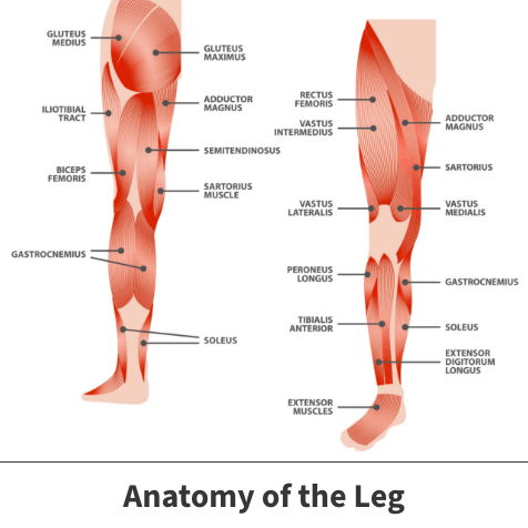 Anatomy of the Leg