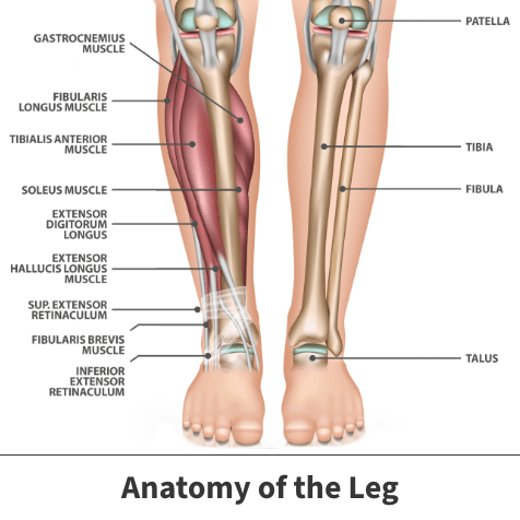 Anatomy of the leg