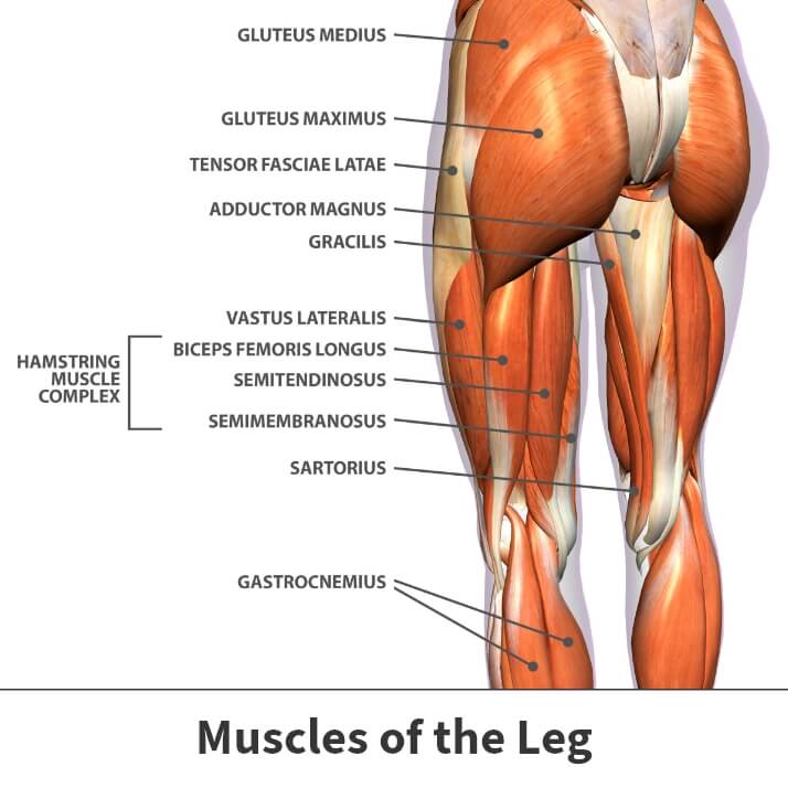 Muscles of the leg diagram