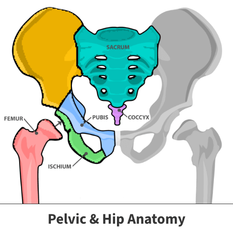 Pelvic and hip anatomy