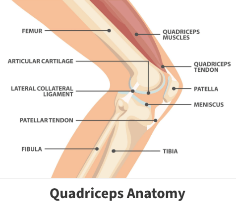 Quadriceps anatomy