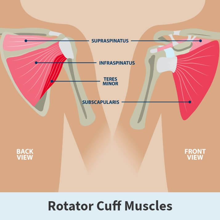 Rotator cuff muscles diagram